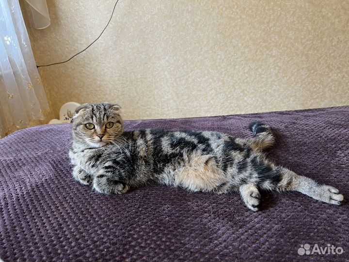 Шотландская вислоухая