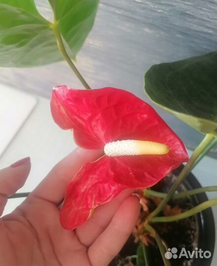 Продам антурмум