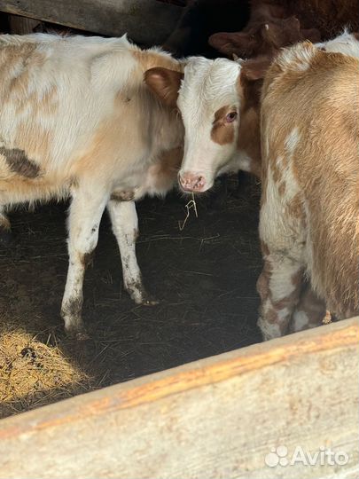 Бычки от 5 до 7 месяцев