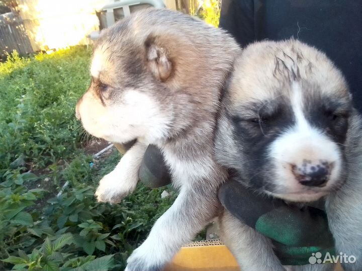 Среднеазиатская овчарка