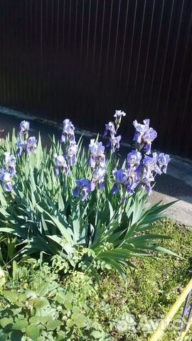 Цветы ирисы