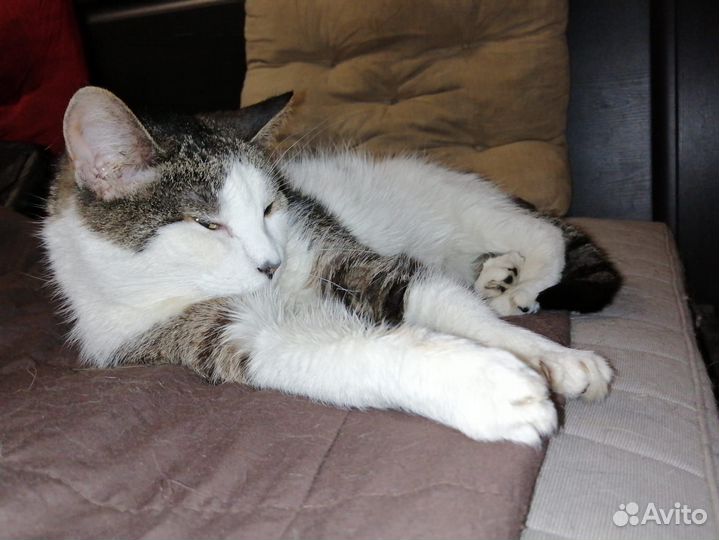 Кошечкам Мусе и Марусе нужна передержка или дом