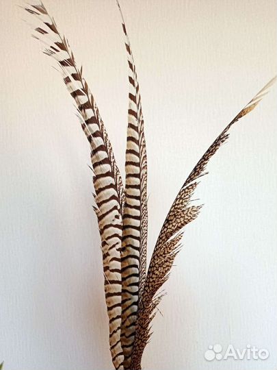 Перья павлина и фазана