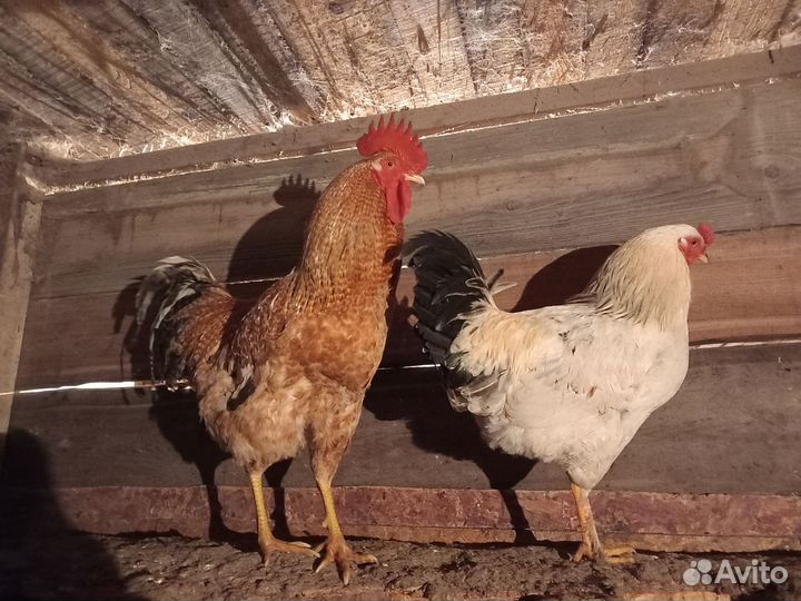 Молодые петухи