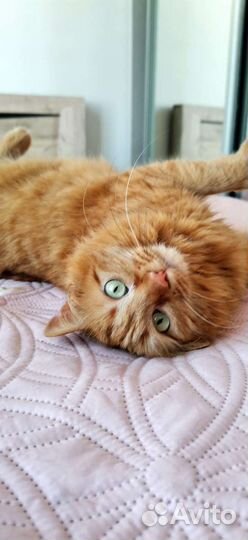 Роскошная пушистая рыжая зеленоглазая коша в дар