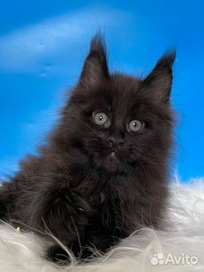 Черный мальчик