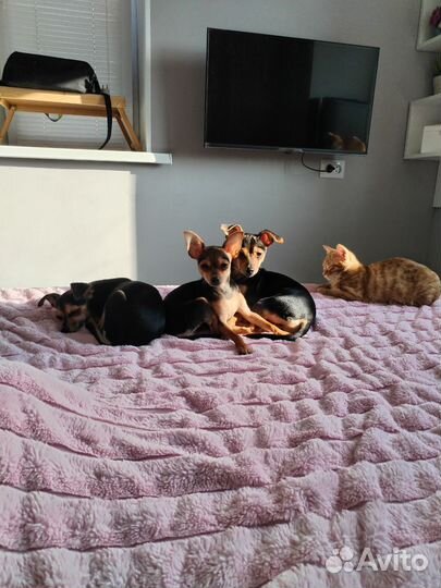 Мини той-терьер