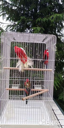 Попугай Розелла