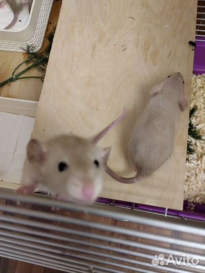 Сиамские крыски