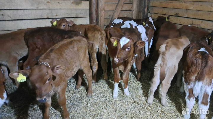 Телята бычки бесплатная доставка