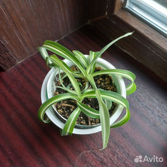 Хлорофитум кудрявый