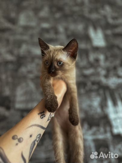 Сиамский котенок мальчик