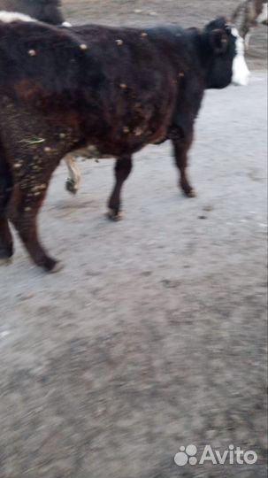 Продаётся тёлочка