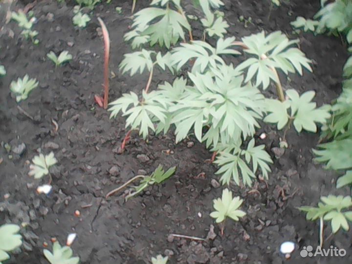 Саженцы.Пион марьин корень