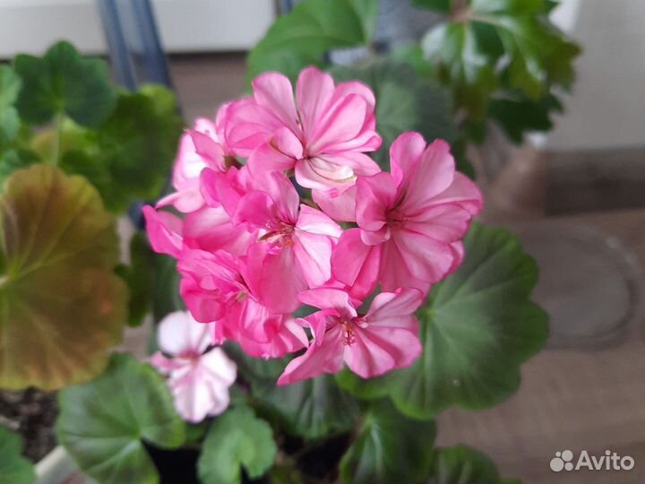 Герань пеларгония