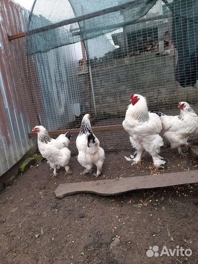 Куры петухи