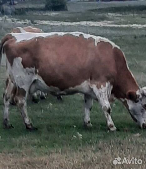 Коровы дойные