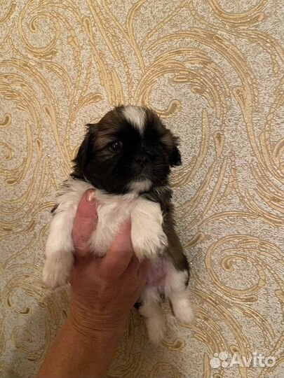Щенки пекинеса