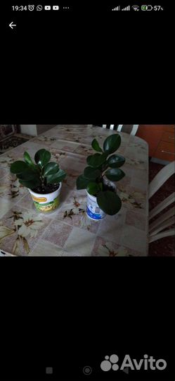 Пеперомия туполистная