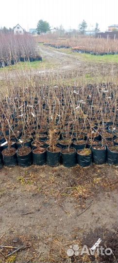 Саженцы плодовых растений