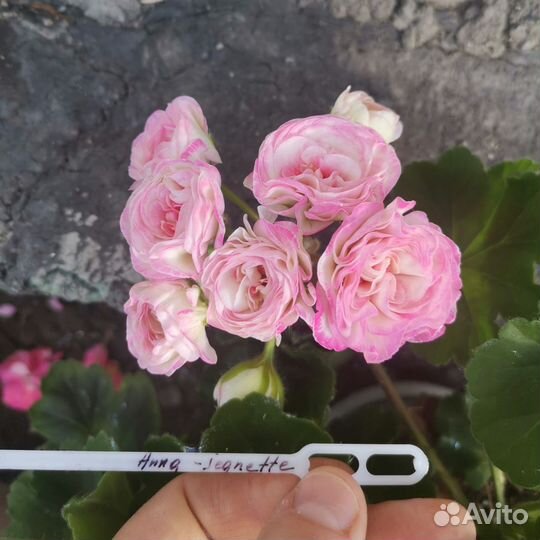 Срезы сортовых пеларгоний