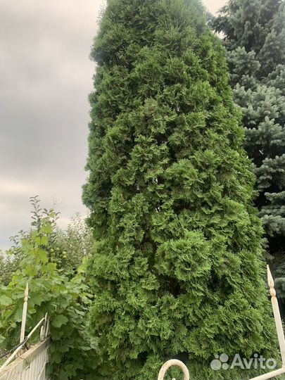 Продаются туи