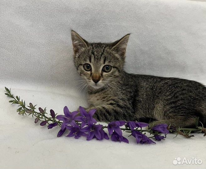 Котенок ласковая девочка