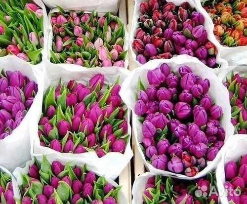 Тюльпаны на подарки