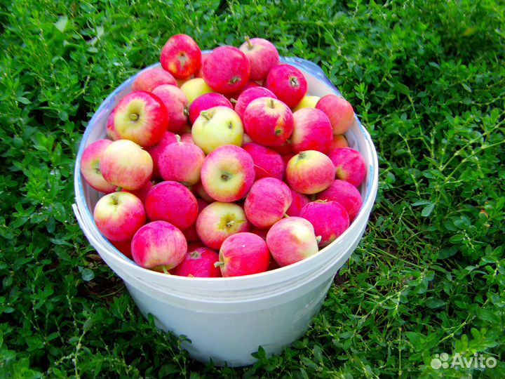 Яблоки, цена за ведро