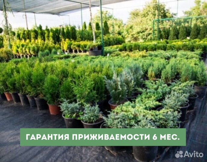 Можжевельник Мунглоу