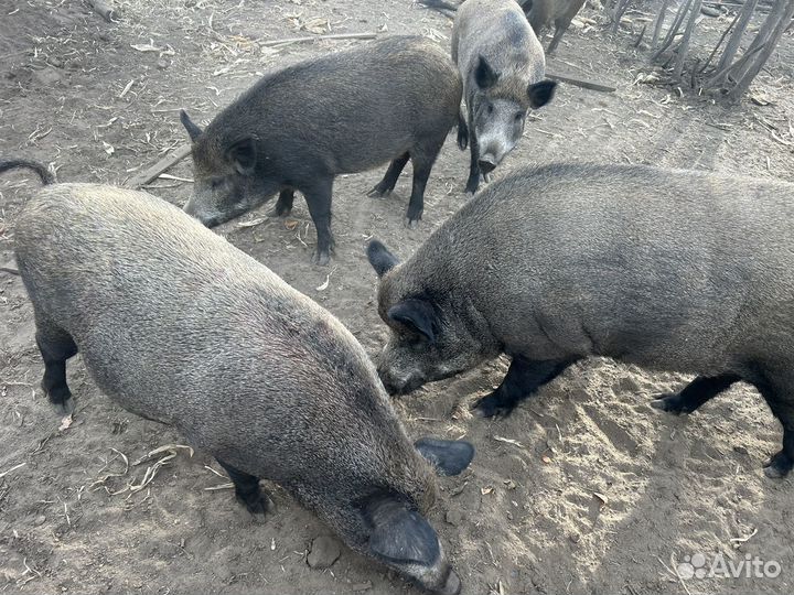 Дикий кабан