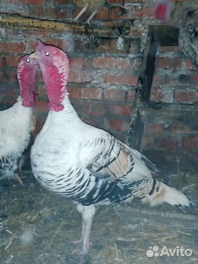 Продажа индюков