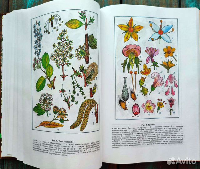 Ботаническая книга деревья