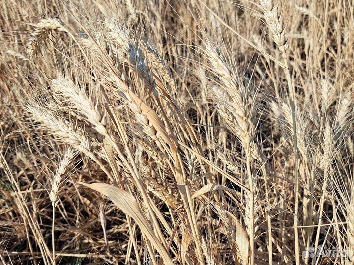 Зерноотходы