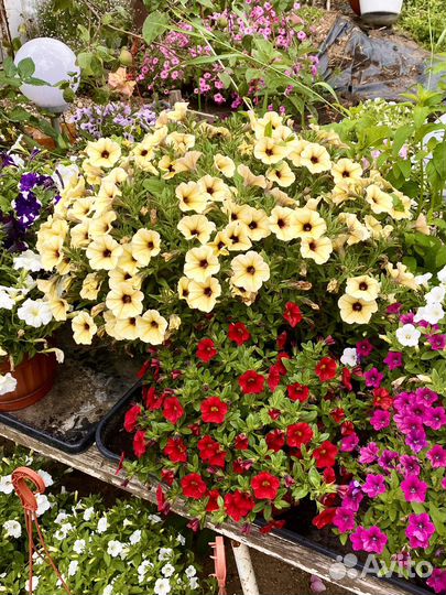 Вегетативка Доставка Петуния Сурфиния Алиссум