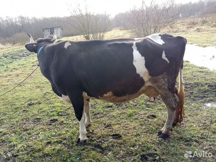 Продам корову чёрно-пестрой породы