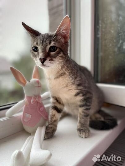 Котята в добрые руки бесплатно