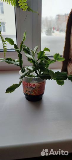 Цветок декабрист