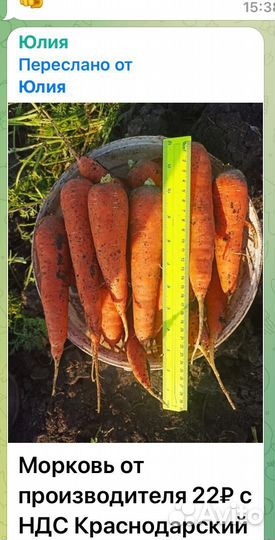 Морковь оптом