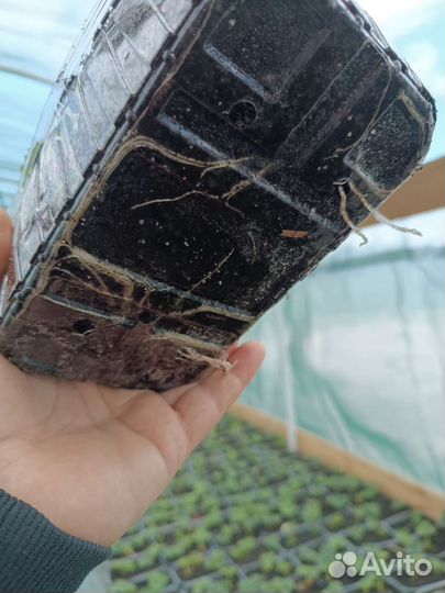 Рассада клубники гигант Джорнея