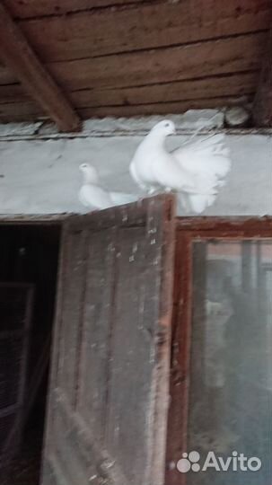 Голуби павлины