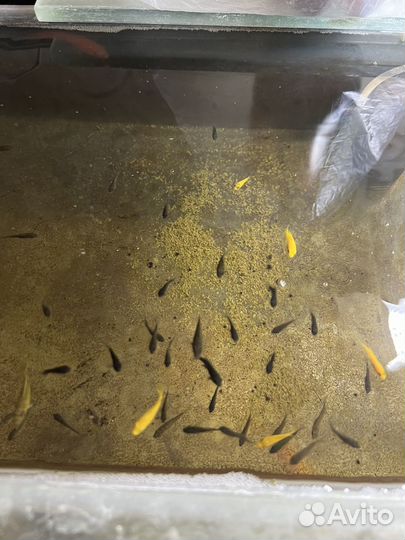 Малек малавийской цихлиды