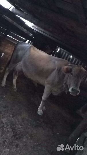 Продам корову