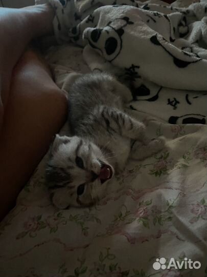 Шотландские вислоухие котята