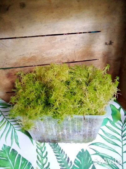 Сфагнум свежий зелёный живой растущий от 2 литров