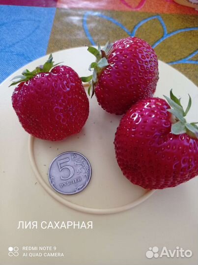 Земляника садовая, земклуника, усы