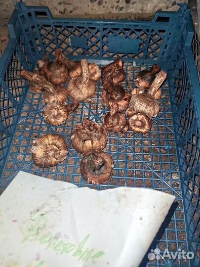 Гладиолусы луковицы