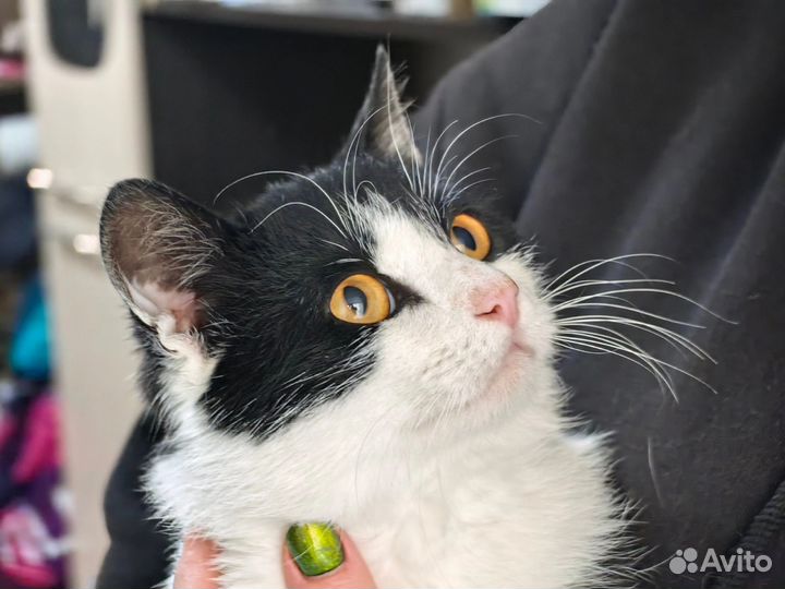 Черно белый кот