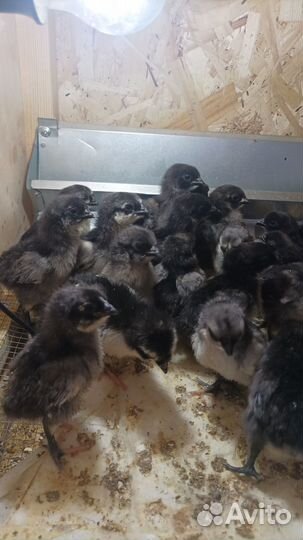 Цыплята пород ухейлюй и маран