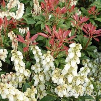 Пиерис японский